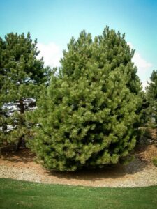 Сосна Чёрная (Pinus Nigra) купить по цене от 270.00р. в интернет-магазине «Посадика» с доставкой почтой в в Онегае и по всей России – [изображение №1].