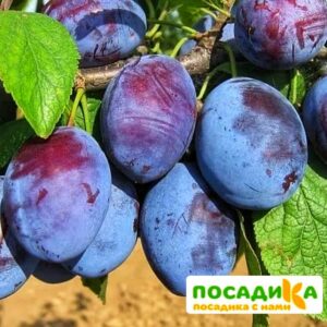 Слива Чачакская ранняя купить по цене от 229.00р. в интернет-магазине «Посадика» с доставкой почтой в в Онегае и по всей России – [изображение №1].