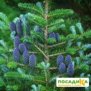 Пихта корейская (Abies koreana) купить по цене от 450.00р. в интернет-магазине «Посадика» с доставкой почтой в в Онегае и по всей России – [изображение №1].