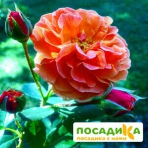 Роза Арабия купить по цене от 350.00р. в интернет-магазине «Посадика» с доставкой почтой в в Онегае и по всей России – [изображение №1].