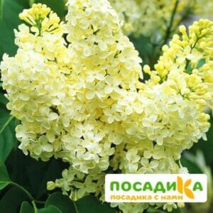 Сирень Примроуз (Primrose) купить по цене от 529.00р. в интернет-магазине «Посадика» с доставкой почтой в в Онегае и по всей России – [изображение №1].