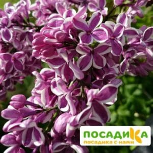 Сирень Сенсация купить по цене от 529.00р. в интернет-магазине «Посадика» с доставкой почтой в в Онегае и по всей России – [изображение №1].