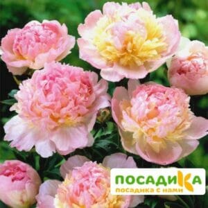 Пион Распберри Сандей (Paeonia Raspberry Sundae) купить по цене от 959р. в интернет-магазине «Посадика» с доставкой почтой в в Онегае и по всей России – [изображение №1].