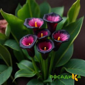 Калла Аура Лейс купить по цене от 400р. в интернет-магазине «Посадика» с доставкой почтой в в Онегае и по всей России – [изображение №1].