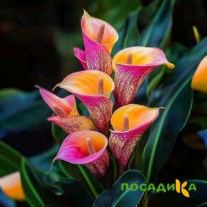 Калла Оникс купить по цене от 450р. в интернет-магазине «Посадика» с доставкой почтой в в Онегае и по всей России – [изображение №1].