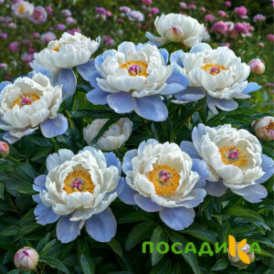 Пион акварельный Этюд купить по цене от 806р. в интернет-магазине «Посадика» с доставкой почтой в в Онегае и по всей России – [изображение №1].