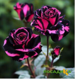 Роза Багровый Шепот купить по цене от 366р. в интернет-магазине «Посадика» с доставкой почтой в в Онегае и по всей России – [изображение №1].