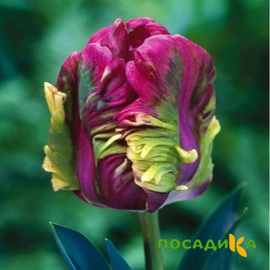 Тюльпан Экзотик Хэвен купить по цене от 186р. в интернет-магазине «Посадика» с доставкой почтой в в Онегае и по всей России – [изображение №1].