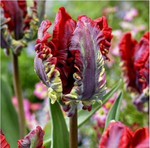 Тюльпан Рококо купить по цене от 350р. в интернет-магазине «Посадика» с доставкой почтой в в Онегае и по всей России – [изображение №1].