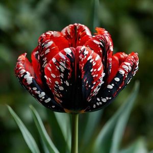 Тюльпан Вельвет Файер купить по цене от 394р. в интернет-магазине «Посадика» с доставкой почтой в в Онегае и по всей России – [изображение №1].