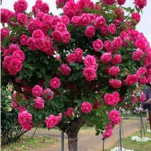 Роза Версаля купить по цене от 232р. в интернет-магазине «Посадика» с доставкой почтой в в Онегае и по всей России – [изображение №1].