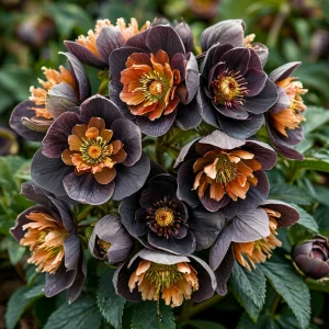 Морозник Блум Айс купить по цене от 499р. в интернет-магазине «Посадика» с доставкой почтой в в Онегае и по всей России – [изображение №1].