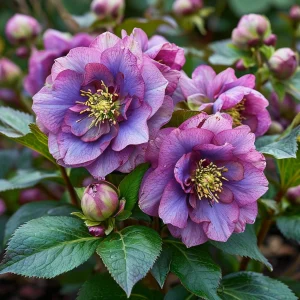 Морозник Айс Принцесс Чарм купить по цене от 650р. в интернет-магазине «Посадика» с доставкой почтой в в Онегае и по всей России – [изображение №1].