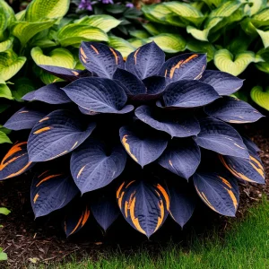 Хоста Умбра купить по цене от 349р. в интернет-магазине «Посадика» с доставкой почтой в в Онегае и по всей России – [изображение №1].