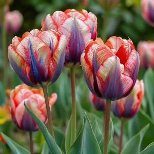 Тюльпан Эбисан Грэйс купить по цене от 217р. в интернет-магазине «Посадика» с доставкой почтой в в Онегае и по всей России – [изображение №1].